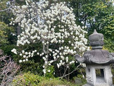 霊源院の庭のモクレン
