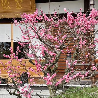東福寺霊源院
